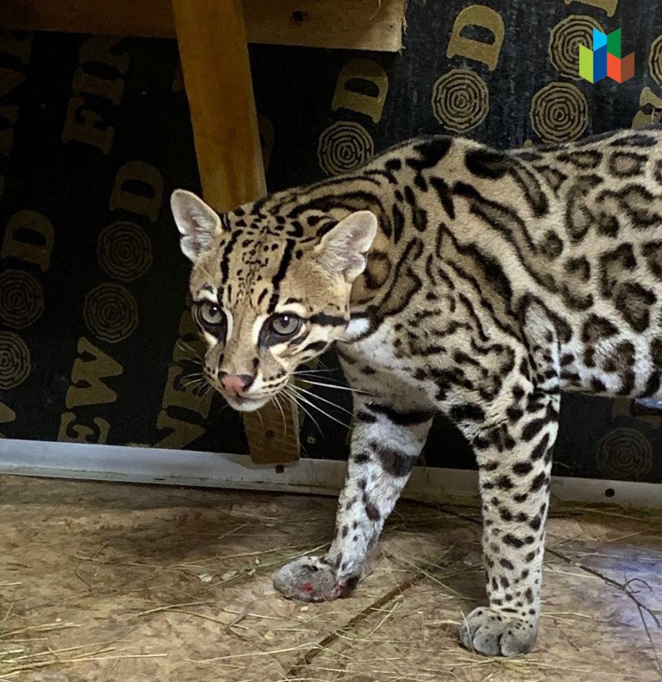 Ученики пообщались с «дикими кошками»